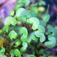 plants of Centella asiatica with many small green leaves grow in field