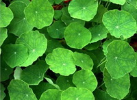 growing plants of Centella asiatica with many small green leaves