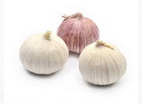seversl big Garlic bulbs