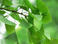 Green ginkgo leaves of Ginkgo biloba grow on small twig