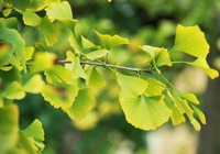 light green leaves of Ginkgo biloba grow on thin branch