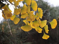 ginkgo leaves of Ginkgo biloba grow on thin branch and turn yellowish in autumn