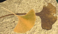 a fossil of Ginkgo leaves