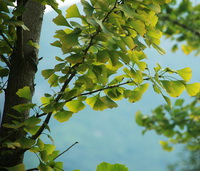Ginkgo tree with green ginkgo leaves grow in mountain
