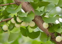 fruiting tree of Ginkgo biloba with green fruits growing on branches