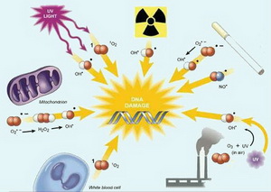 grape proanthocyanidins and mechanism of antioxidation
