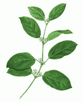 a colorful drawing of Gymnema sylvestre,green stems and leaves,small white flowers