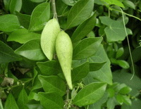 growing plant of Gymnema sylvestre with many green leaves grow in field