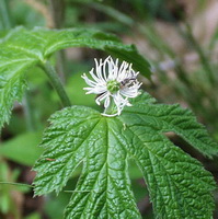 a flowering plant of Hydrastis canadensis with a small white flower and green leaves grow in field