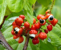 fruiting branch of Guarana