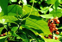 growing tree of Paullinia cupana with orange-colored fruits