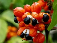 Paullinia cupana:orange-colored fruits with big brown seeds growing on branch