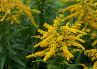 flowering plants of Solidago canadensis with yellow flower spikes grow in woods