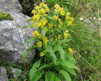Solidago virgaurea flowering plant