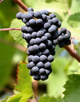 purple grapes in a cluster grow on fruiting branch of Vitis vinifera