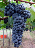 Vitis vinifera:fruiting tree and dark blue grapes hanging on branch