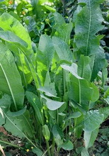 plants of Armoracia rusticana with many green leaves grow in a cluster