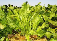 plants of Armoracia rusticana with light green leaves grow in sunny field