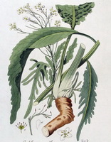 a colorful picture of Armoracia rusticana,brown root,green stem and leaves,white flowers