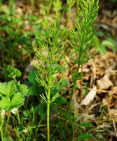 two shrubs of Equisetum arvense with green leaves grow in sunny grass field