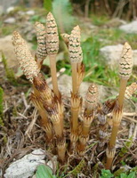 flowering plants of Equisetum arvense with spore stems