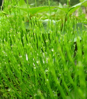 green plants of Equisetum arvense grow in sunny field