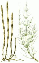 a colorful drawing of Equisetum arvense,rhizome,green stem and leaves,spore stems