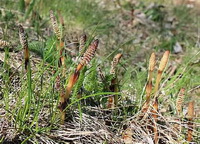 several plants of Equisetum arvense with spore stem grow in grass