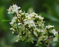 flowering branch of Lawsonia inermis with many small white Henna flowers