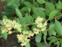 flowering branch of Lawsonia inermis with green leaves and small white flowers