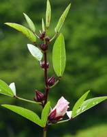 growing stem of Hibiscus sabdariffa with green leaves and small pink flower and red flower buds
