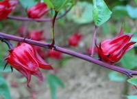 purple stem of Hibiscus sabdariffa with several red flowers growing on stem