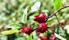 several red flowers grow on stem of Hibiscus sabdariffa,with green leaves
