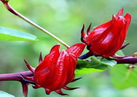 two red flowers of Hibiscus sabdariffa grow on purple stem