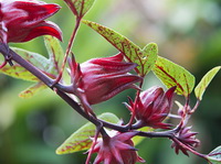 flowering stem of Hibiscus sabdariffa with several red flowers and green leaves growing on purple stem