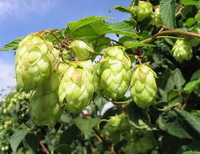 fruiting plant of Humulus lupulus with several strobiles and green leaves grow in sunny field