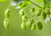 fruiting plan t of Humulus lupulus with light green pendulous strobiles hanging on stems