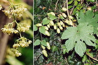 fruiting plants of Humulus lupulus and flowers