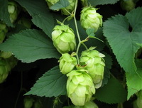 a fruiting plant of Humulus lupulus with a cluster of light green strobiles