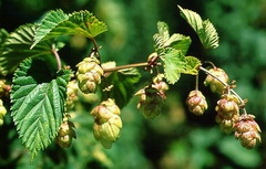 fruiting stem of Humulus lupulus with reddish green strobiles and green leaves grow in sunny field