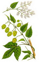 a colorful drawing of Humulus lupulus,green stem and leaves,white flowers and light green strobiles