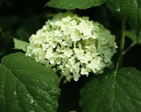 light yellow flowers and green leaves of Hydrangea arborescens