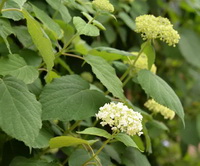 flowering plants of Hydrangea arborescens with green and white flower spikes and green leaves grow in field