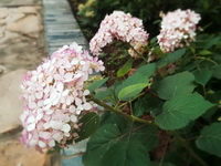 flowering plants of Hydrangea arborescens with several pink flower spikes grow at roadside