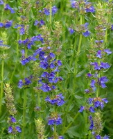 flowering plants of Hyssopus officinalis with purple flowers grow in field