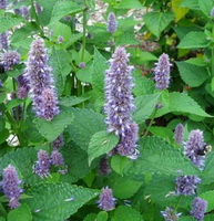 plants of Hyssopus officinalis with lilac flower spikes and green leaves grow in a cluster
