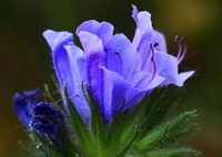 blue flower petals of Hyssopus officinalis