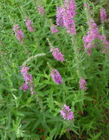 flowering plants of Hyssopus officinalis with pink flowers grow in a cluster