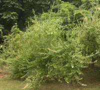 tree of Lawsonia inermis with many small white flowers