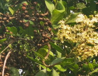 flowering tree of Lawsonia inermis with white small flowers and purple fruits
